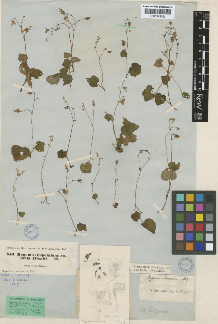 B. canarana